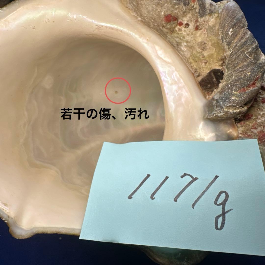 夜光貝　ヤコウ貝　まとめ売り　14個　14、7kg アクセサリー　ルア