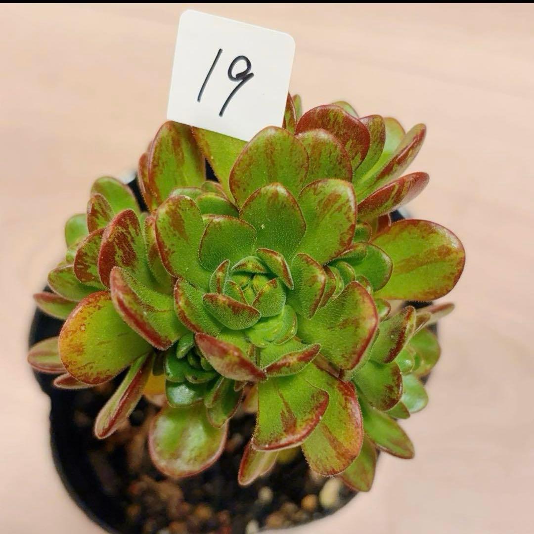 19#多肉植物アエオニウム❤️ サンデルシ— ❤️ 7頭8cm 拔き苗