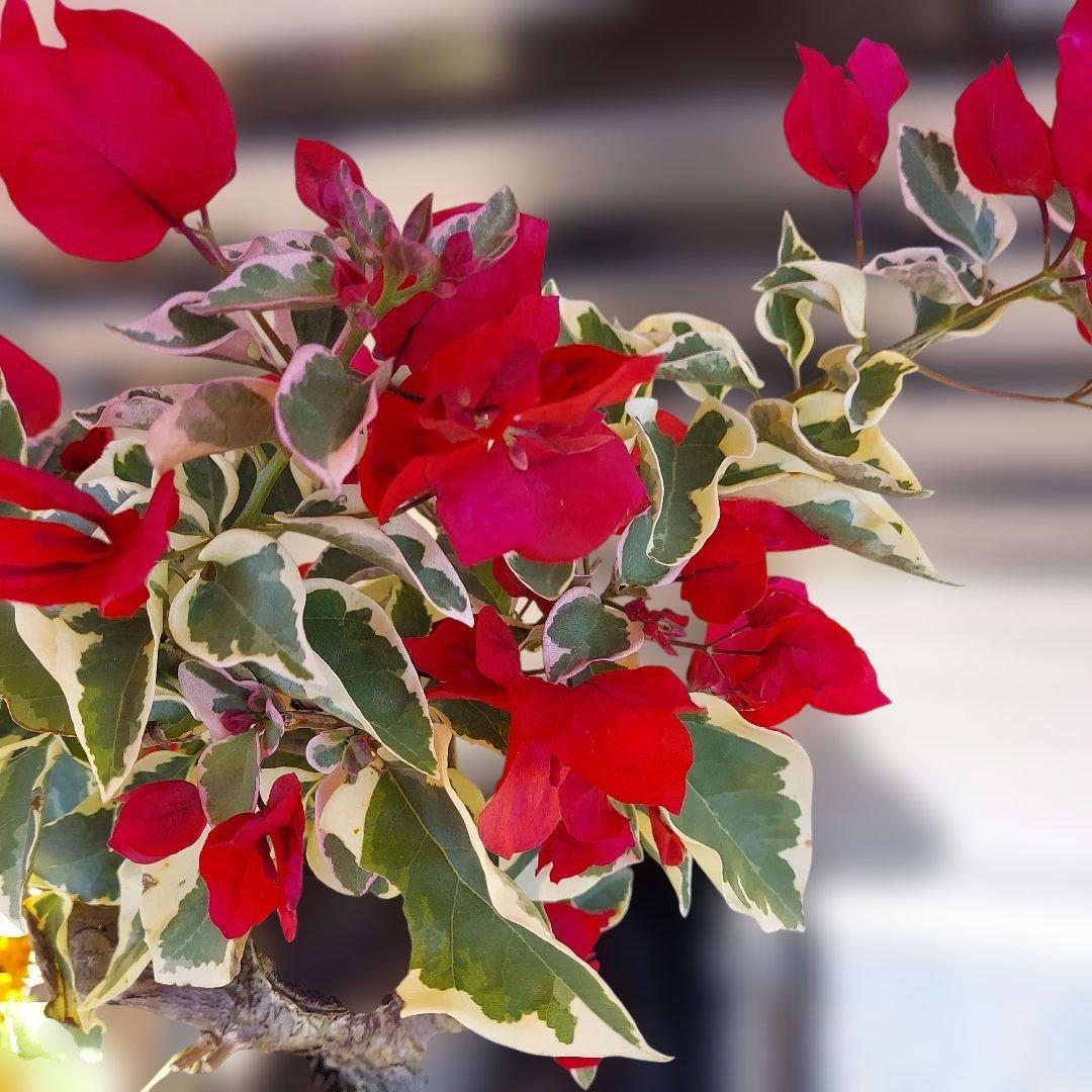 ブーゲンビリア斑入りレッド希少　No96 らくらくメルカリ便発送‼️