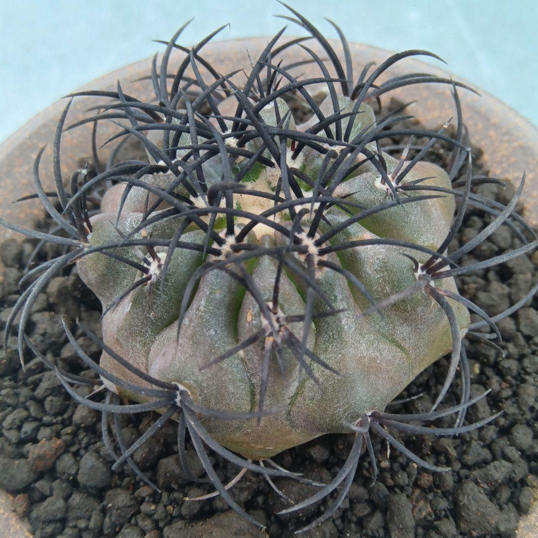 【特美球】グリセオビオラセア 栗星玉 自根苗 鉢ごと発送 国内繁殖苗 コピアポア