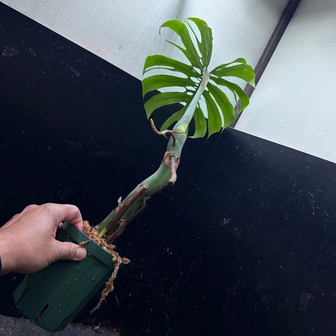 た*う様 モンステラデリシオーサマクロコズム超希少系統鉢植え