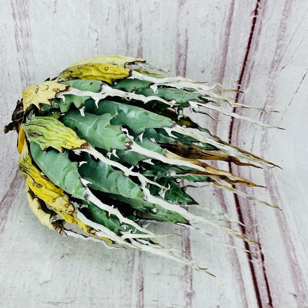 793 アガベ ユタエンシス エボリスピナ 陽炎 ロングスパイン