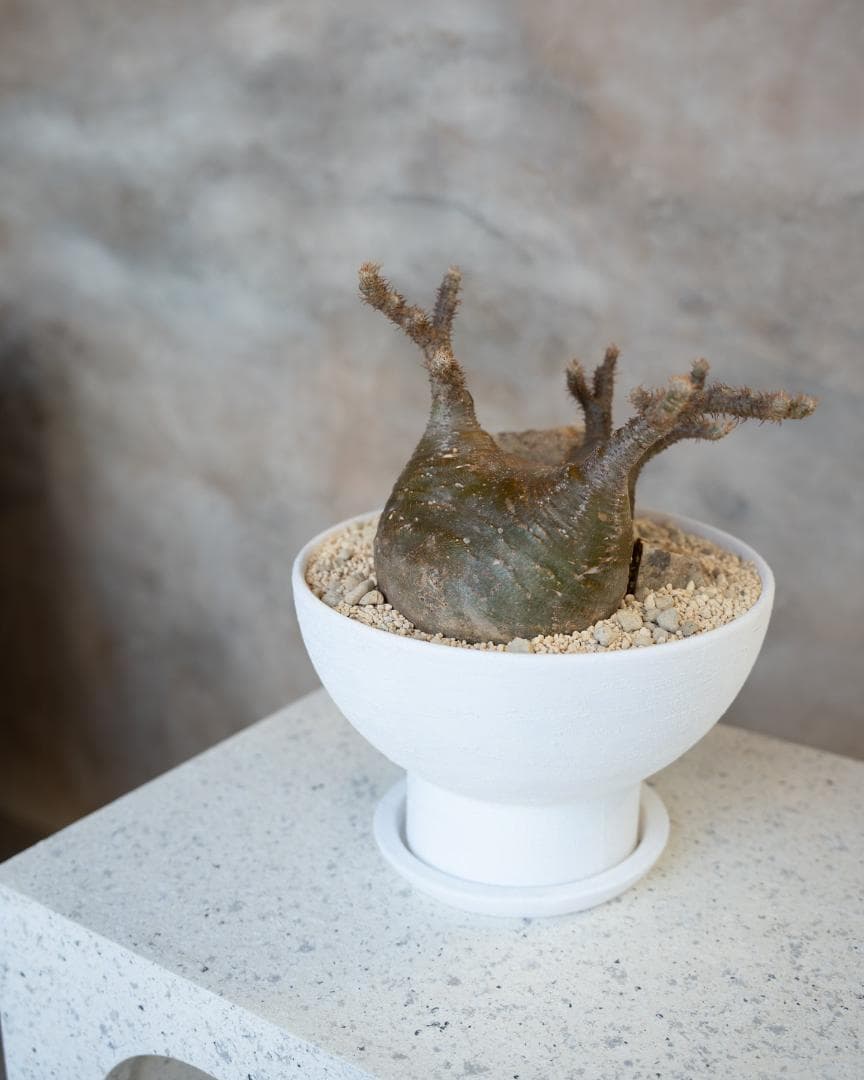 [鉢セット販売]パキポディウム恵比寿笑い×大黒_desert (1点限り)