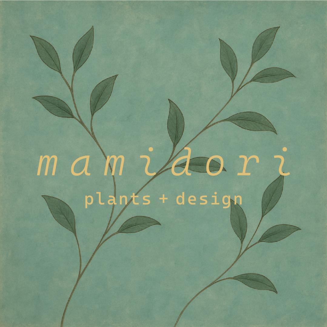 [鉢セット販売]パキポディウム恵比寿笑い×大黒_desert (1点限り)