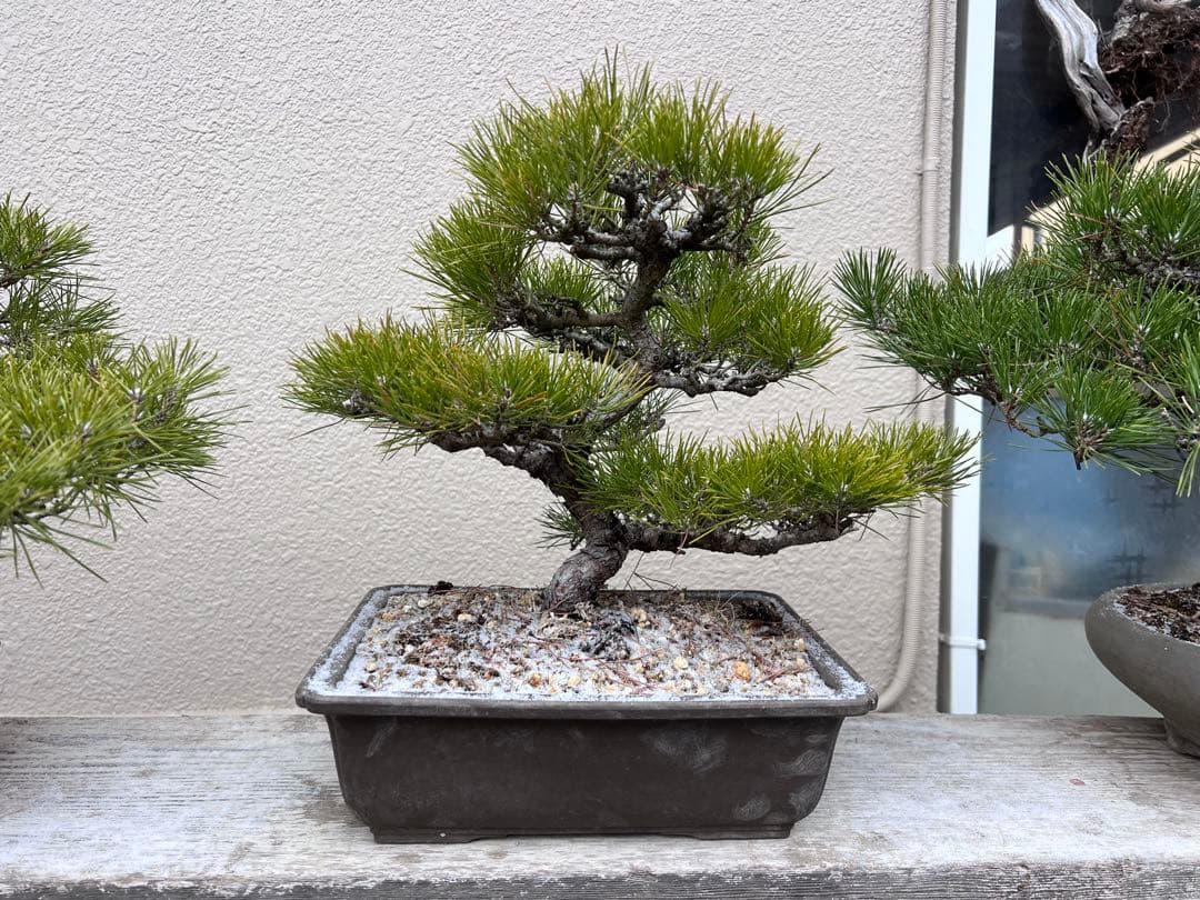 盆栽　黒松　模様木　展示会用