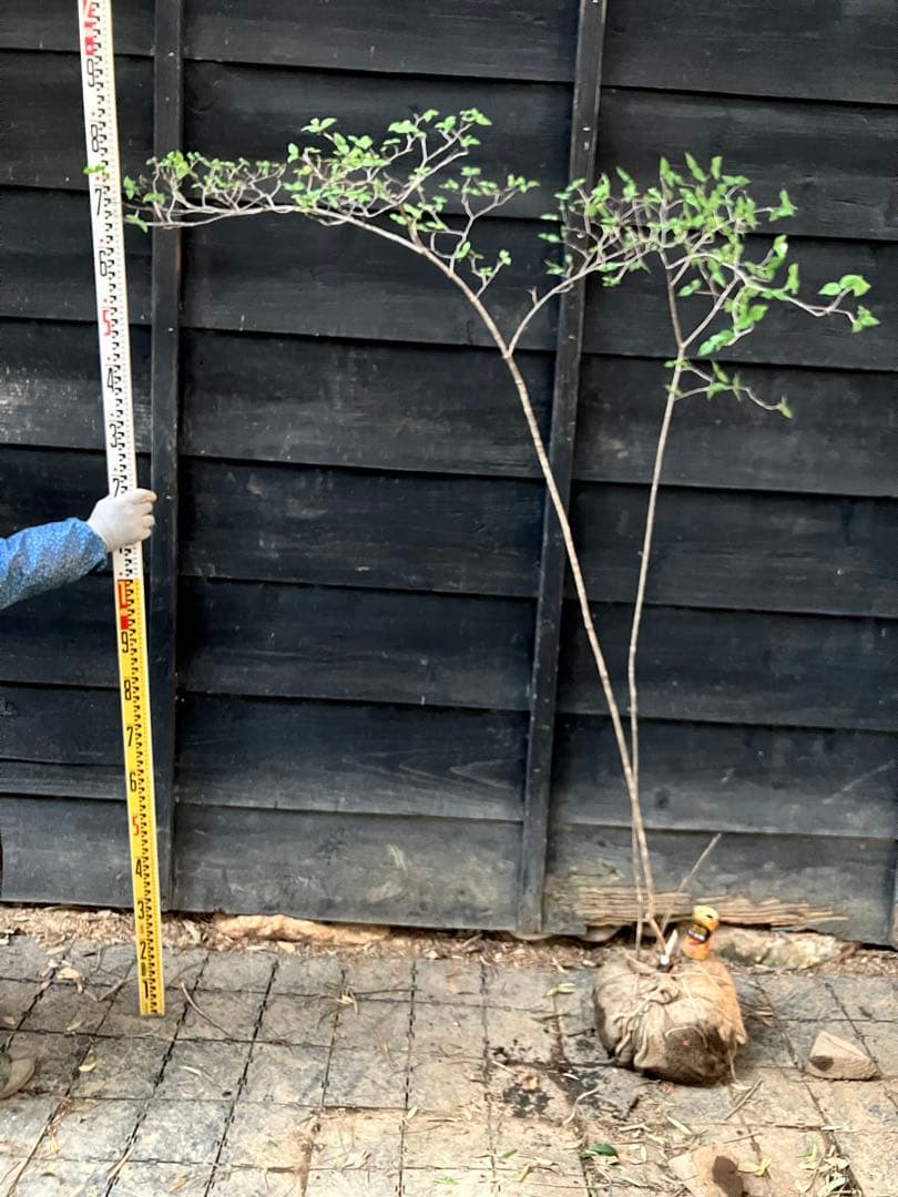 20 山採り　オトコヨウゾメ
