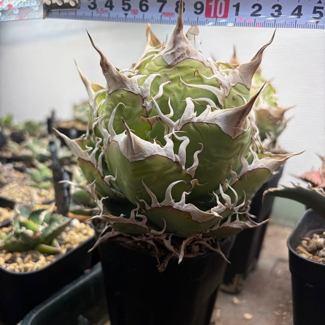 【雛のの】アガベ　悪魔的オアハカ　親株