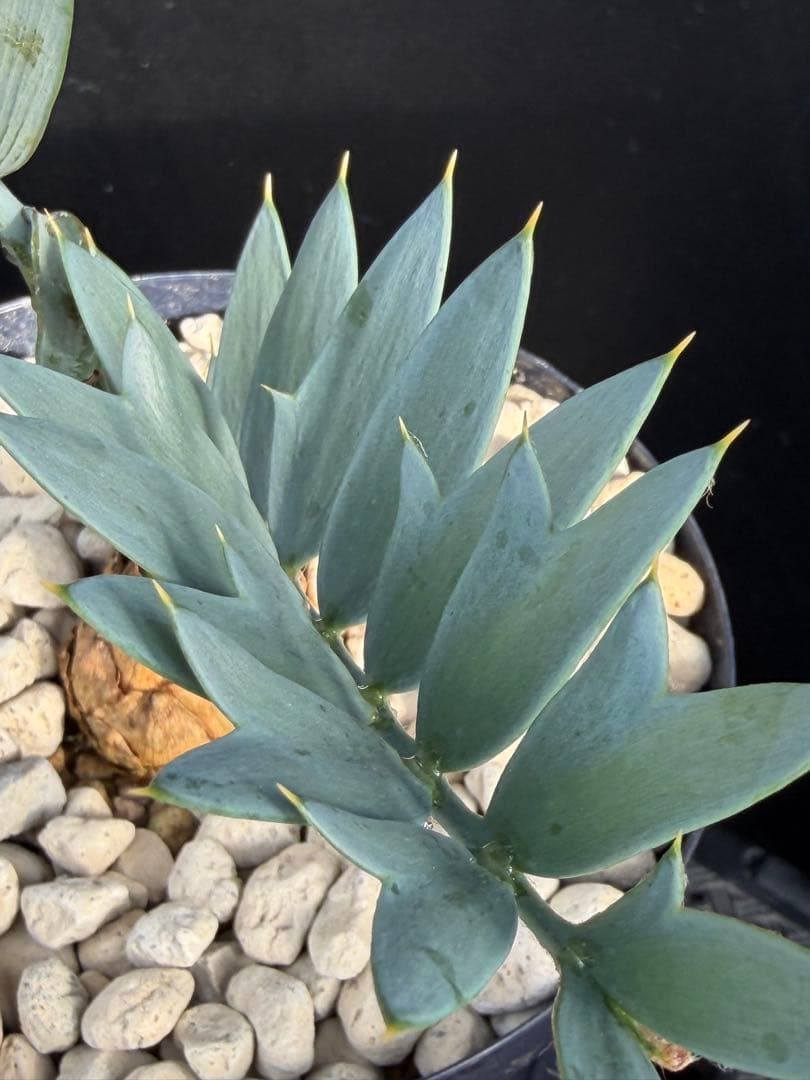 【広葉タイプ】エンセファラルトス・ホリダス ｜No4-11