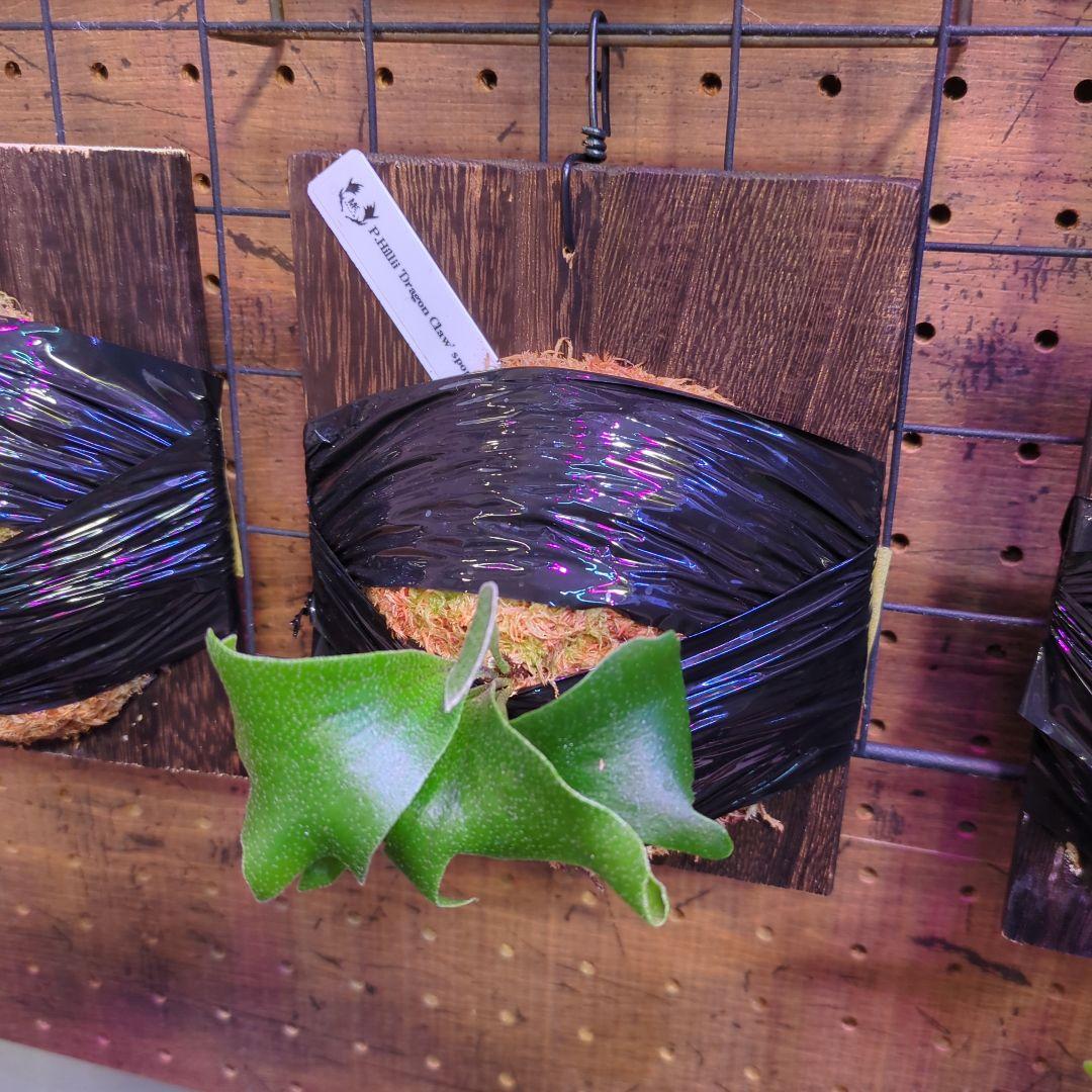 【2/7(土)迄】7品種セット/ビカクシダ