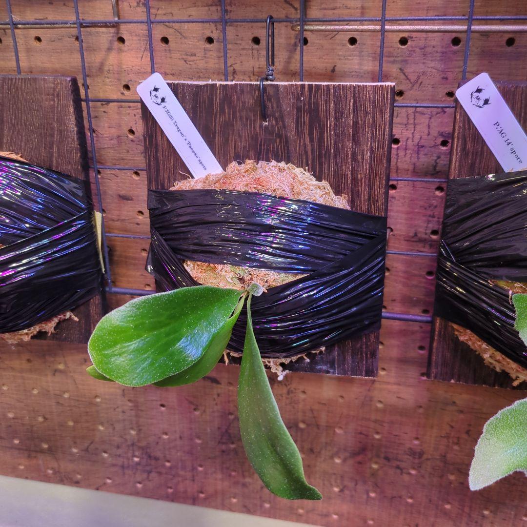 【2/7(土)迄】7品種セット/ビカクシダ