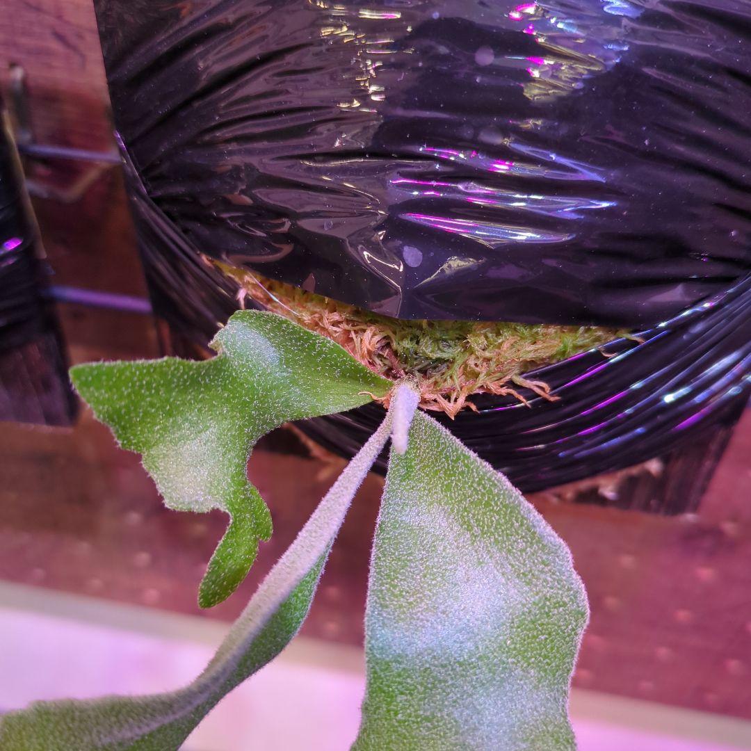 【2/7(土)迄】7品種セット/ビカクシダ