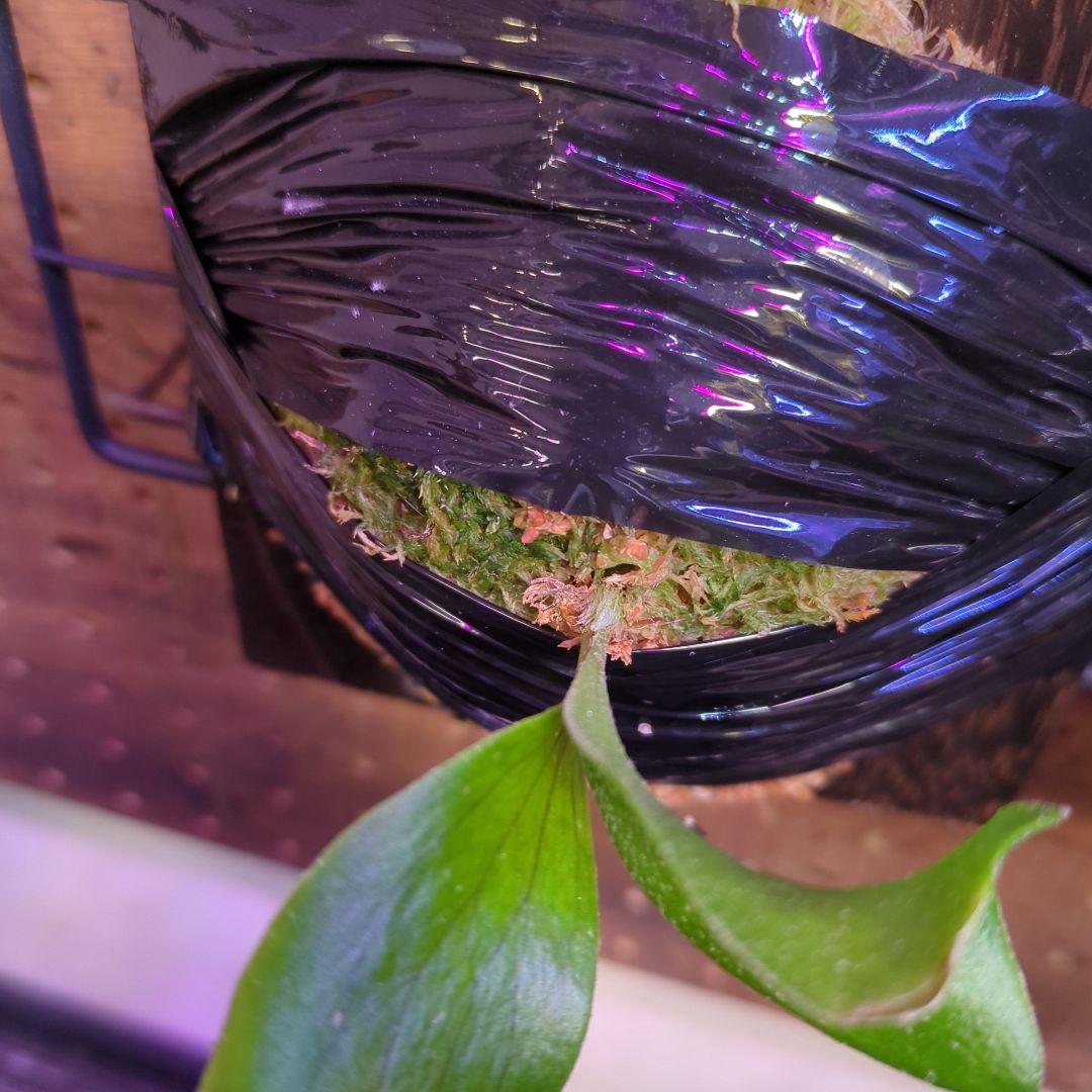 【2/7(土)迄】7品種セット/ビカクシダ