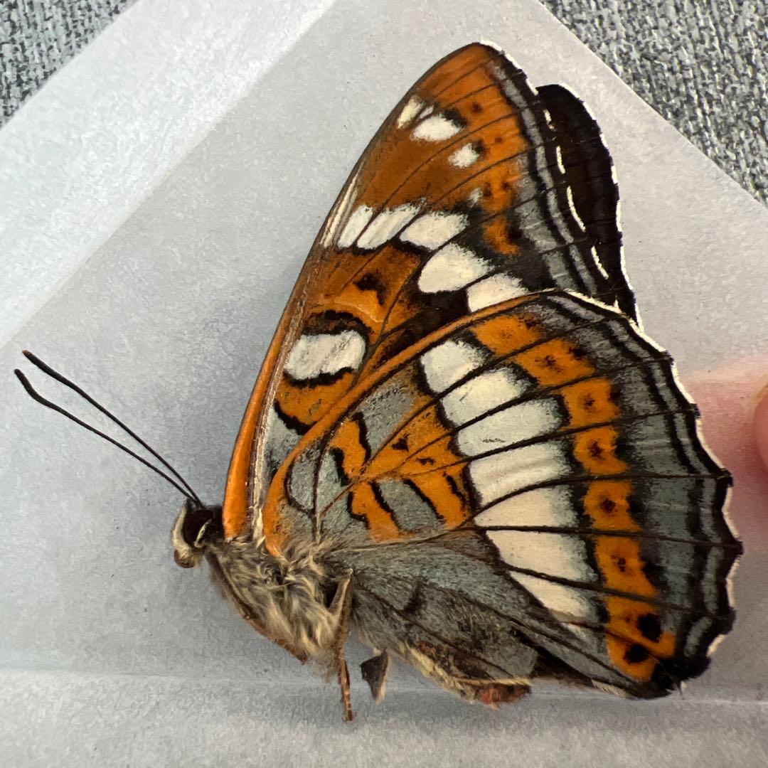 オオイチモンジ　モンゴル産10頭セット