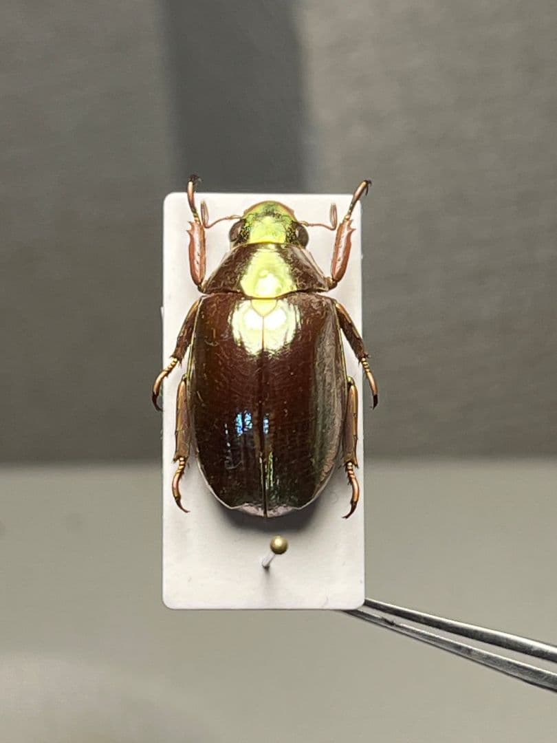 【23mm】オプティマプラチナコガネ 標本 頭が金！カナブン ウグイスコガネ