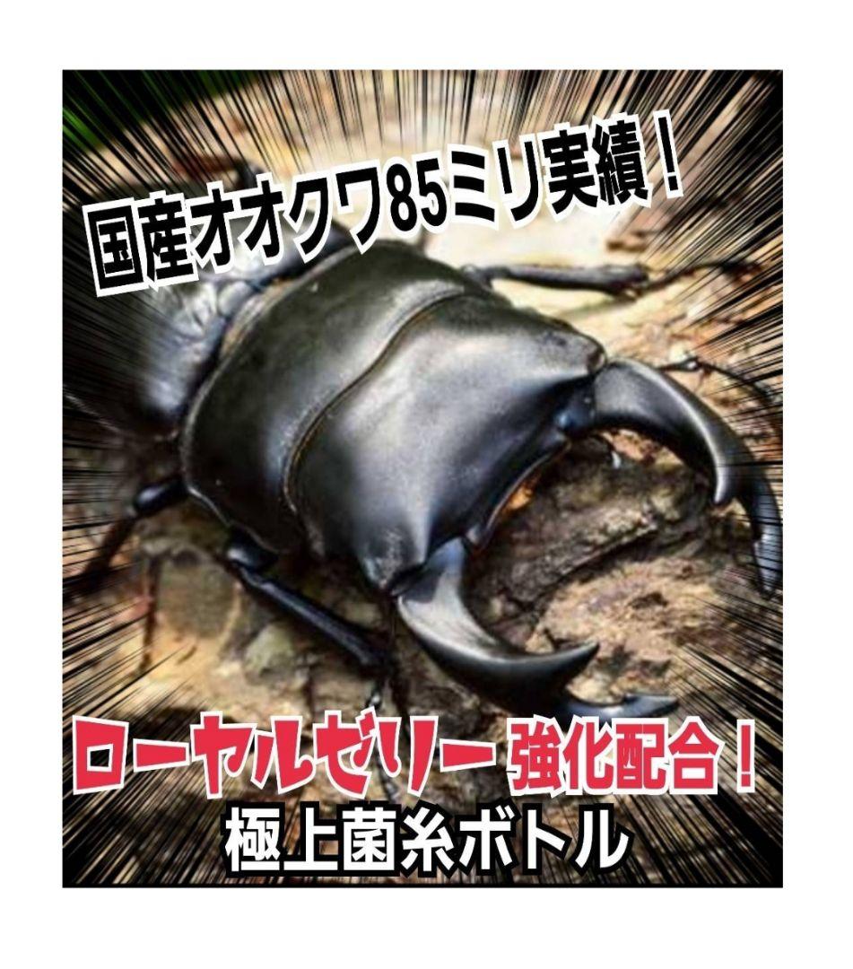 極上！オオヒラタケ菌糸瓶【8本】トレハロース強化配合！オオクワ・ヒラタ・虹色に！