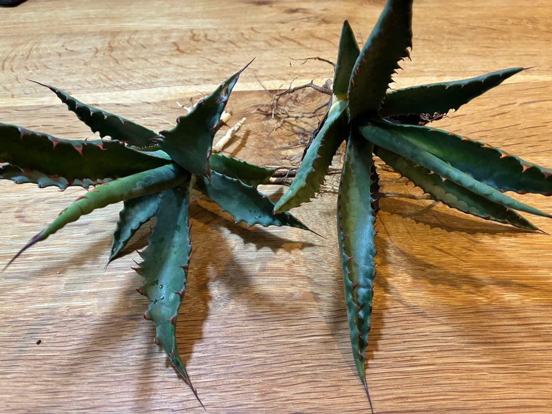 アガベ ジェントリージョーズ　2株セット 値引不可