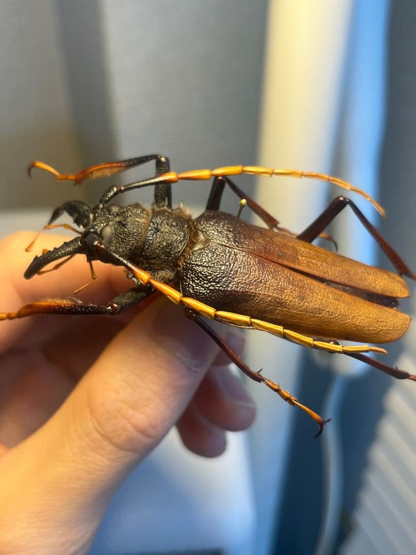【70mm】アントンルリオニノコギリカミキリ 　昆虫標本