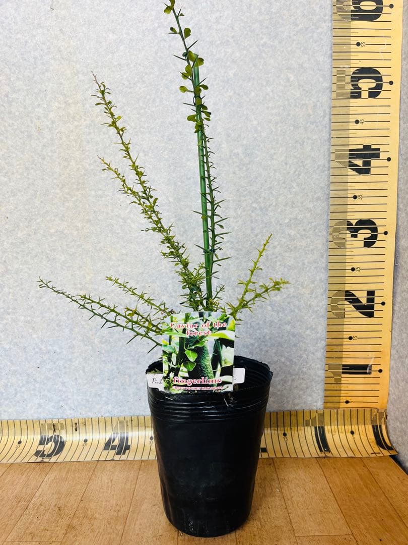柑橘2年生　フィンガーライム接木苗／苗　まとめて3鉢　撮影品発送