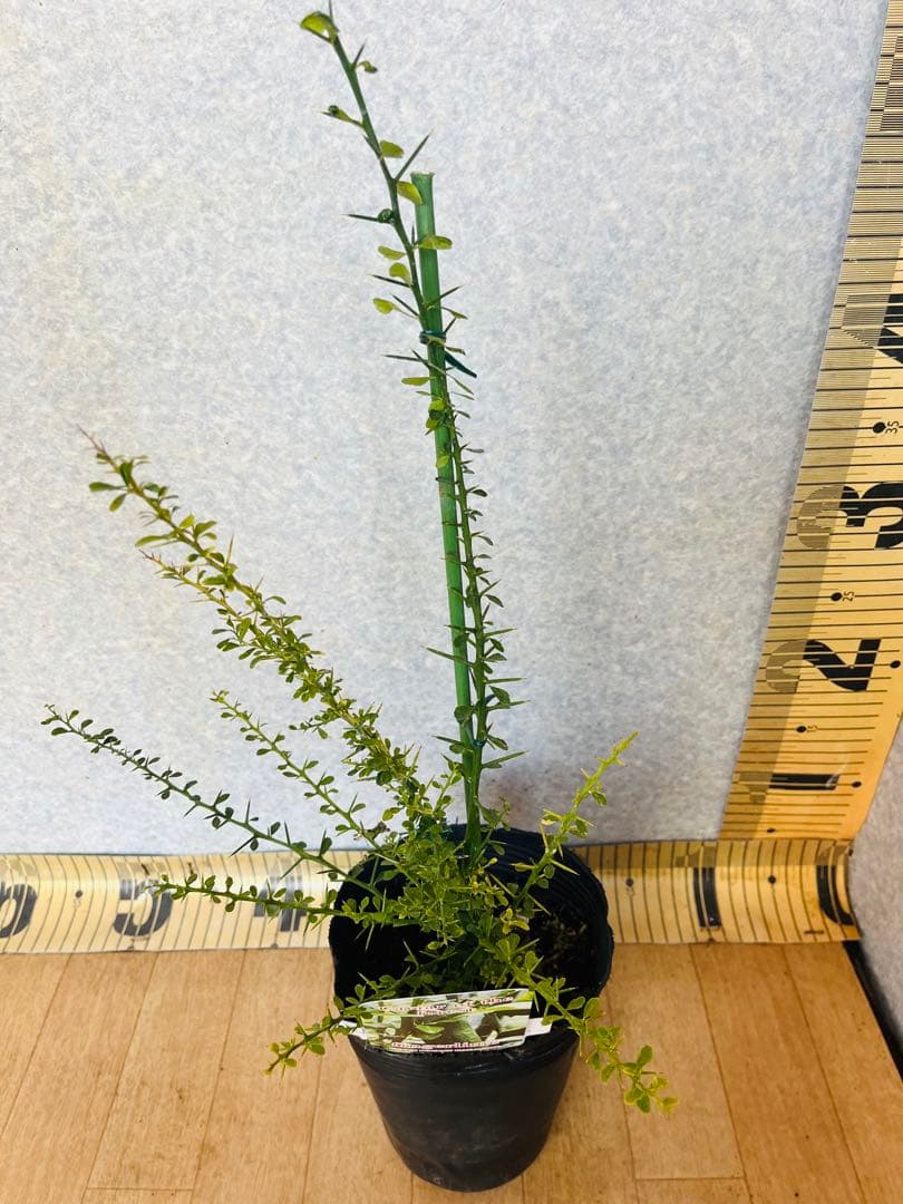柑橘2年生　フィンガーライム接木苗／苗　まとめて3鉢　撮影品発送
