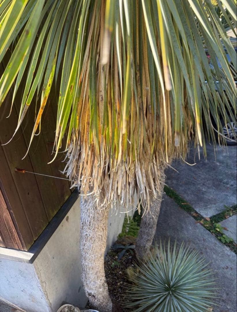 耐寒性ユッカロストラータ超特大セット◇ドライガーデン多肉アガベ ヤシ　ソテツ南国