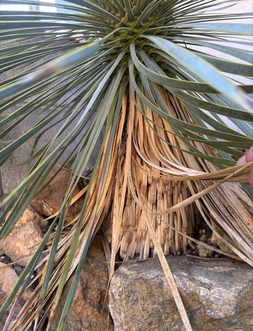 耐寒性ユッカロストラータ超特大セット◇ドライガーデン多肉アガベ ヤシ　ソテツ南国