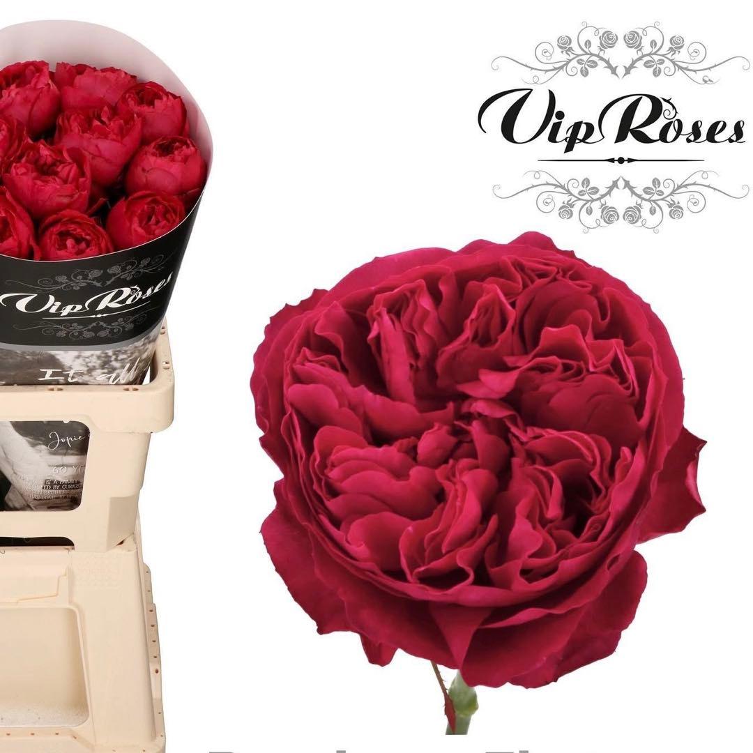 「Aliceꫂ ၴႅၴ」切り花品種バラ苗　レアバラ