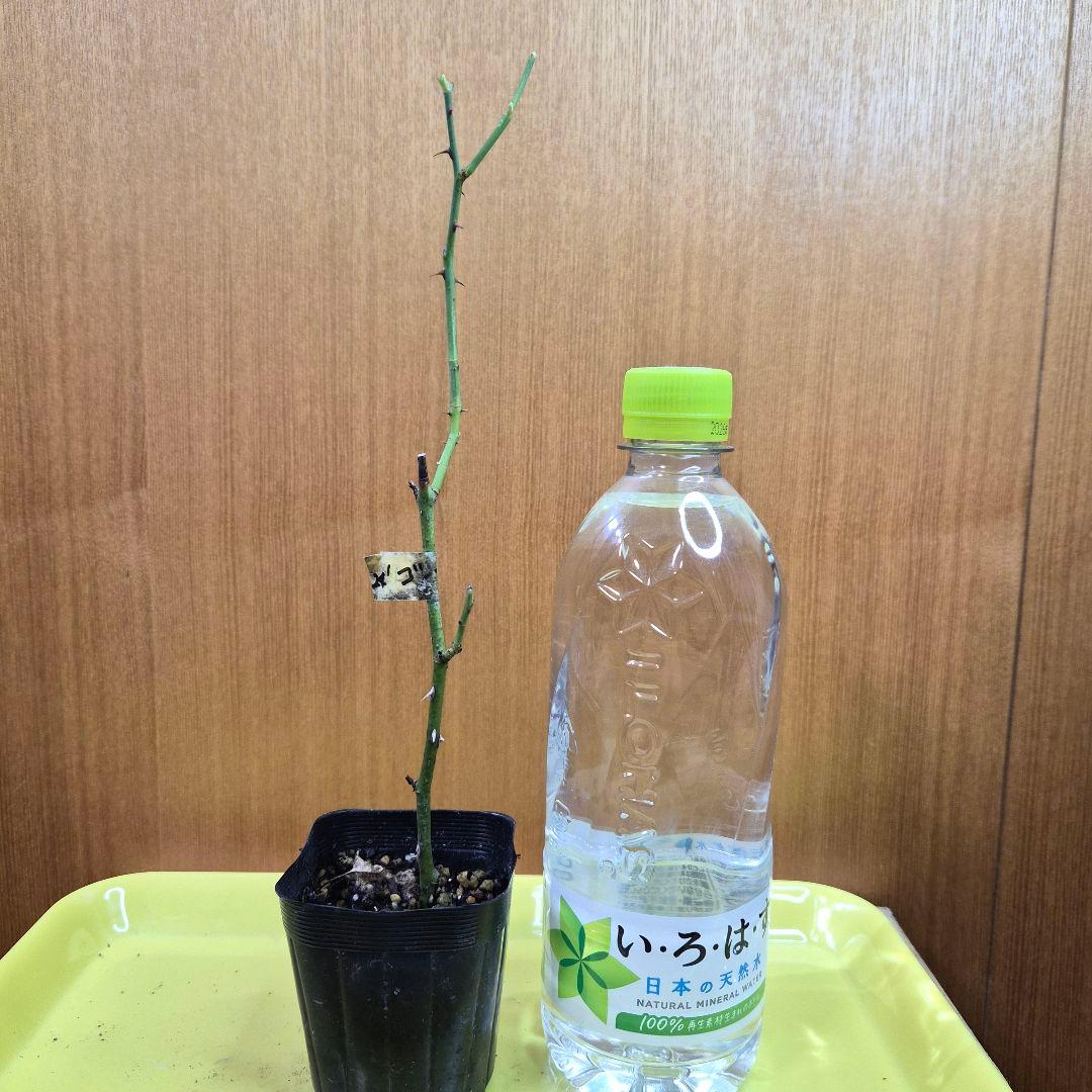 ♡KIRA様♡ご予約　バラ苗