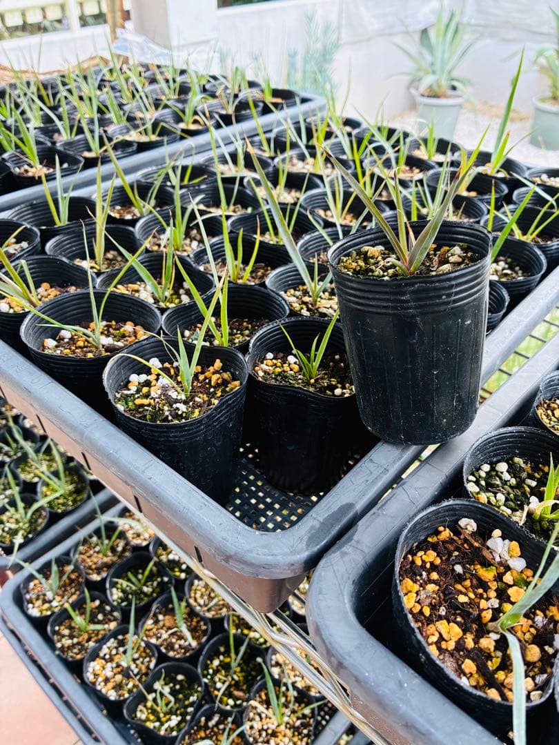 専用ユッカロストラータ　100苗 ①鉢のまま発送