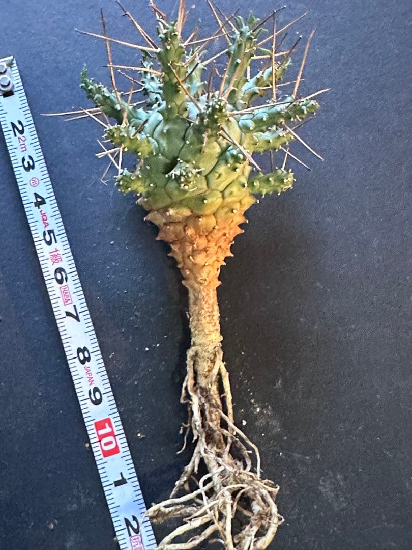 グ*ち様 417 珍奇植物 Euphoria crassipes / 倶利伽羅玉