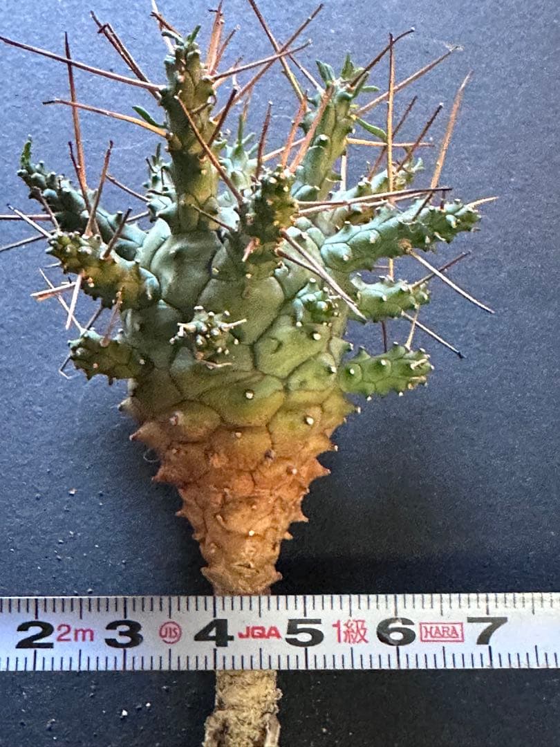 グ*ち様 417 珍奇植物 Euphoria crassipes / 倶利伽羅玉