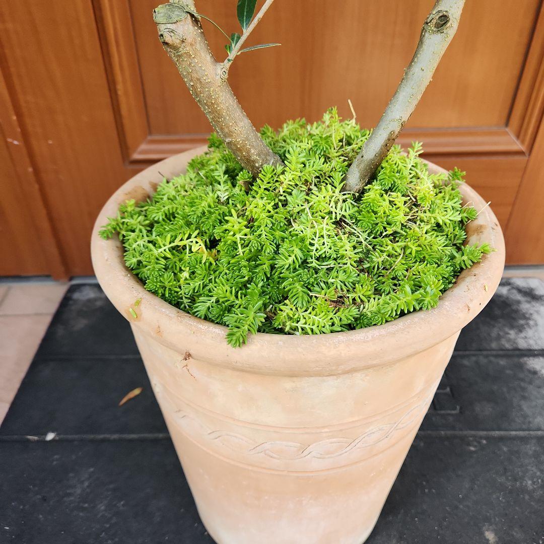 オリーブの木 ネバディロブランコ SOUJU 9号鉢植え 古木