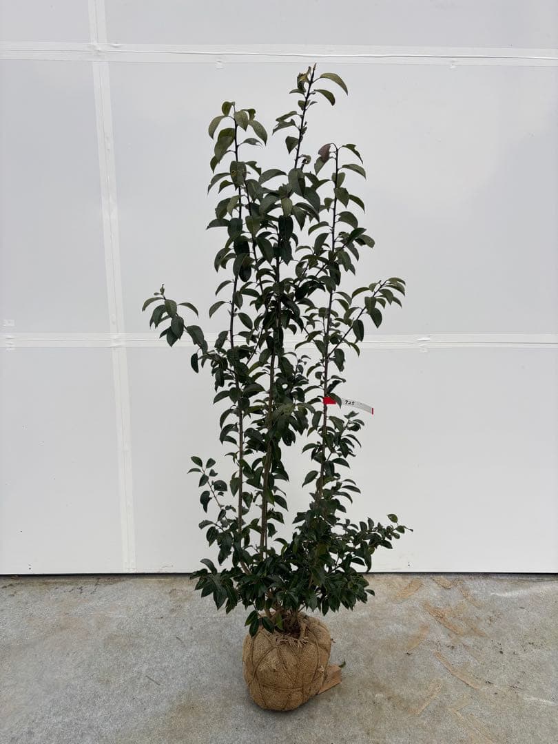 手頃なサイズ お庭の主役にどうぞ ソヨゴ 725 樹高1.4m位 株立 常緑樹