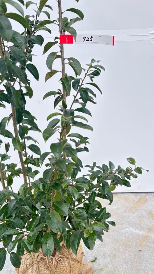 手頃なサイズ お庭の主役にどうぞ ソヨゴ 725 樹高1.4m位 株立 常緑樹