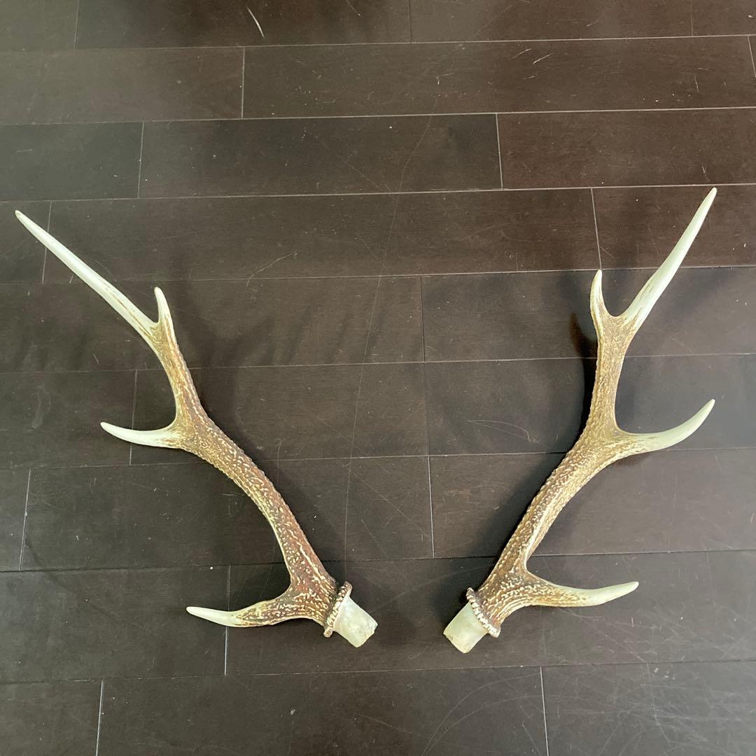 ニホンジカ　一対の角　各51センチ(2本まとめて)