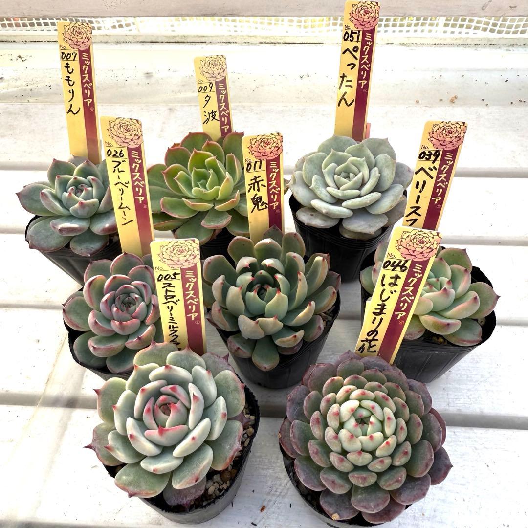 多肉植物 ミックスベリア