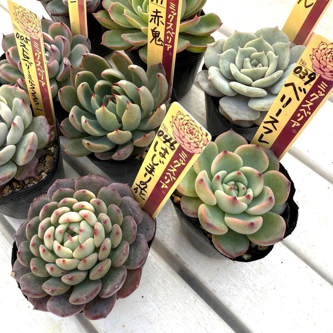 多肉植物 ミックスベリア