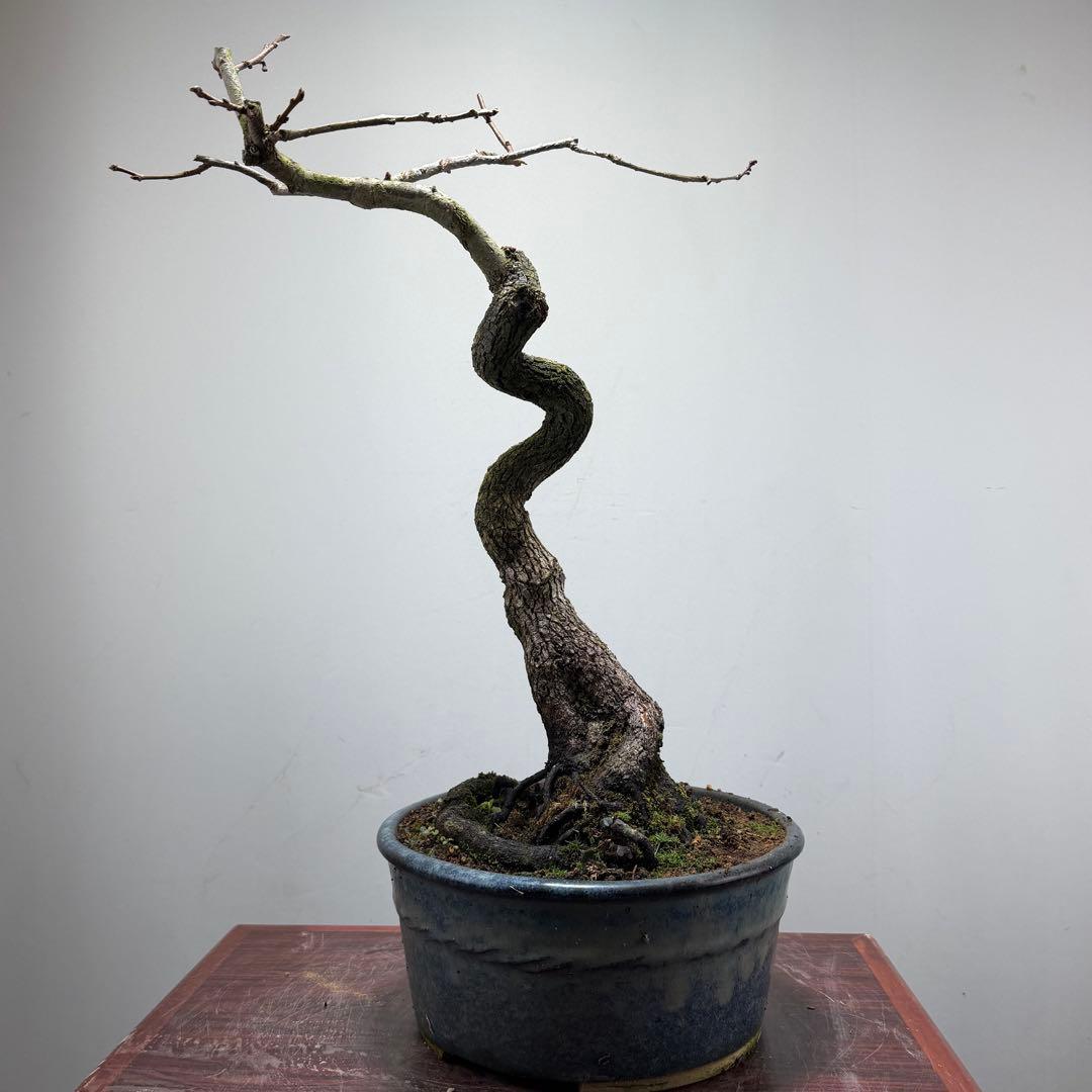 【ガチ盆栽】山柿　激古　曲幹　実あった