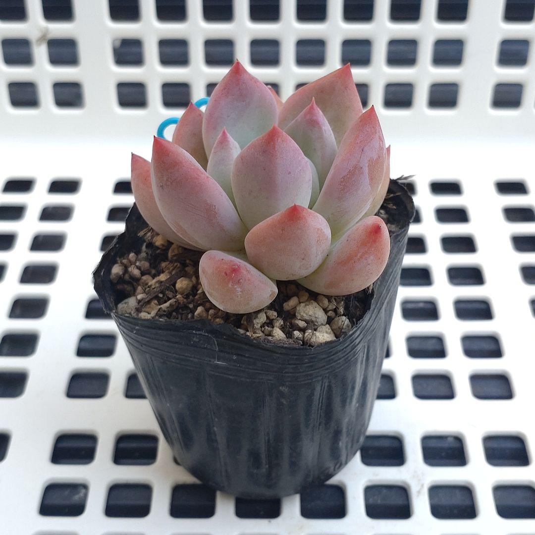 多肉　ピグレット　抜き苗