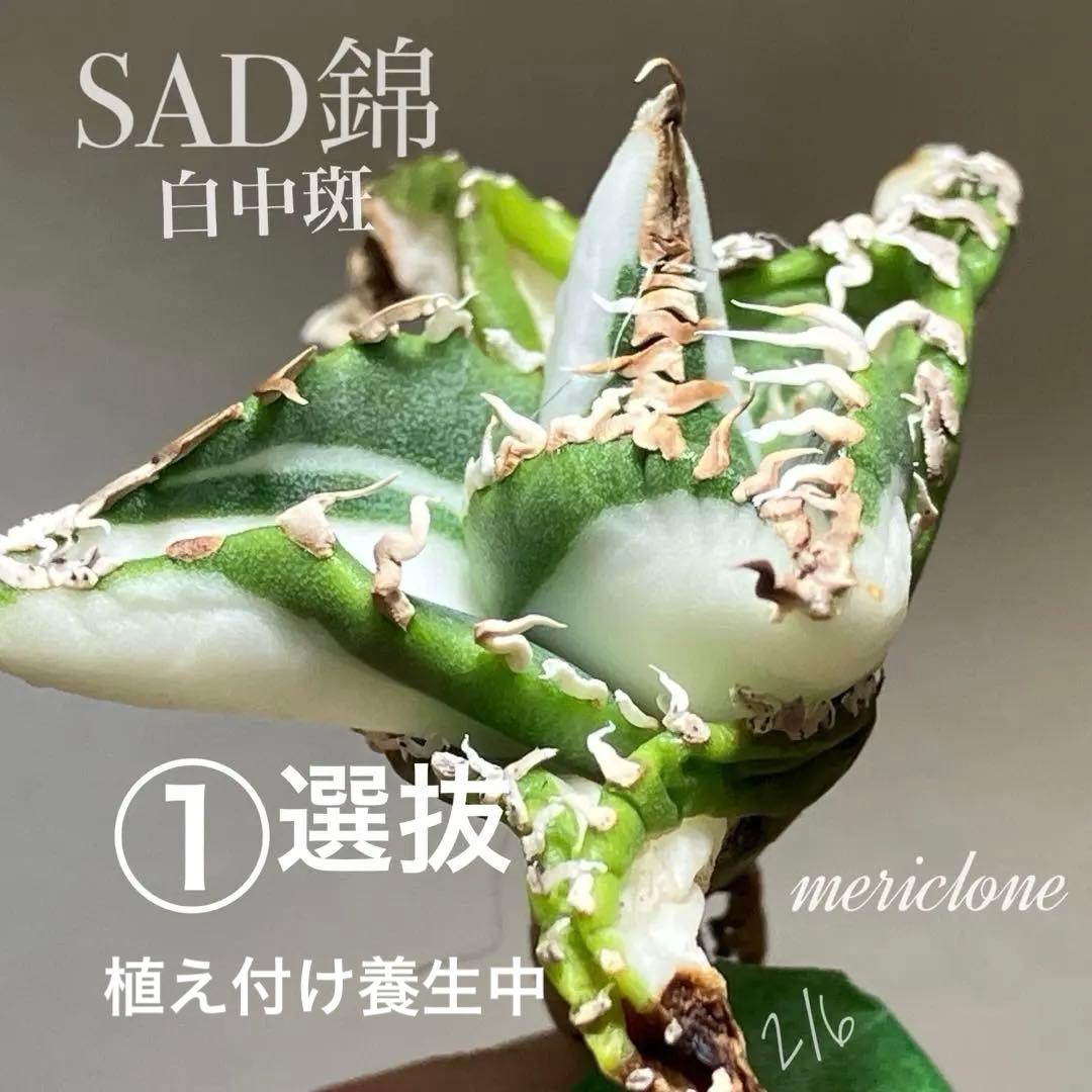 【確認用】リクエスト確認用　SAD錦　白中斑　TC フォロー割あり