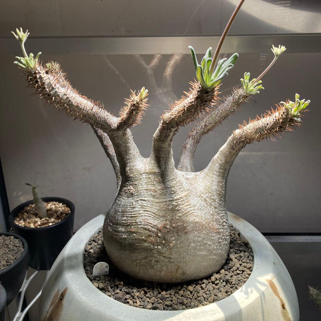 パキポディウム　グラキリス