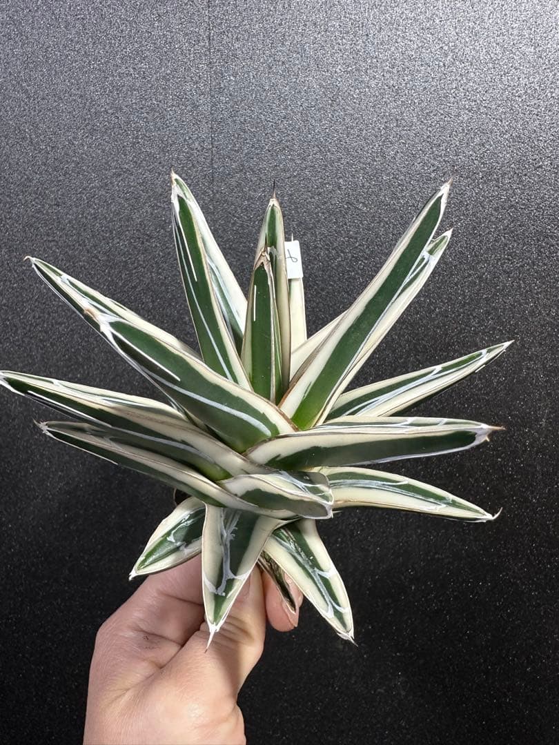 大特価【極美　氷山　親株　完成苗⭐︎】　（アガべ　笹の雪）