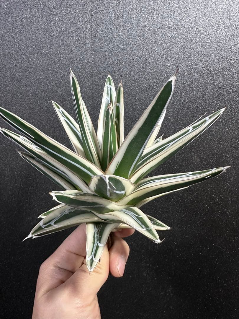 大特価【極美　氷山　親株　完成苗⭐︎】　（アガべ　笹の雪）