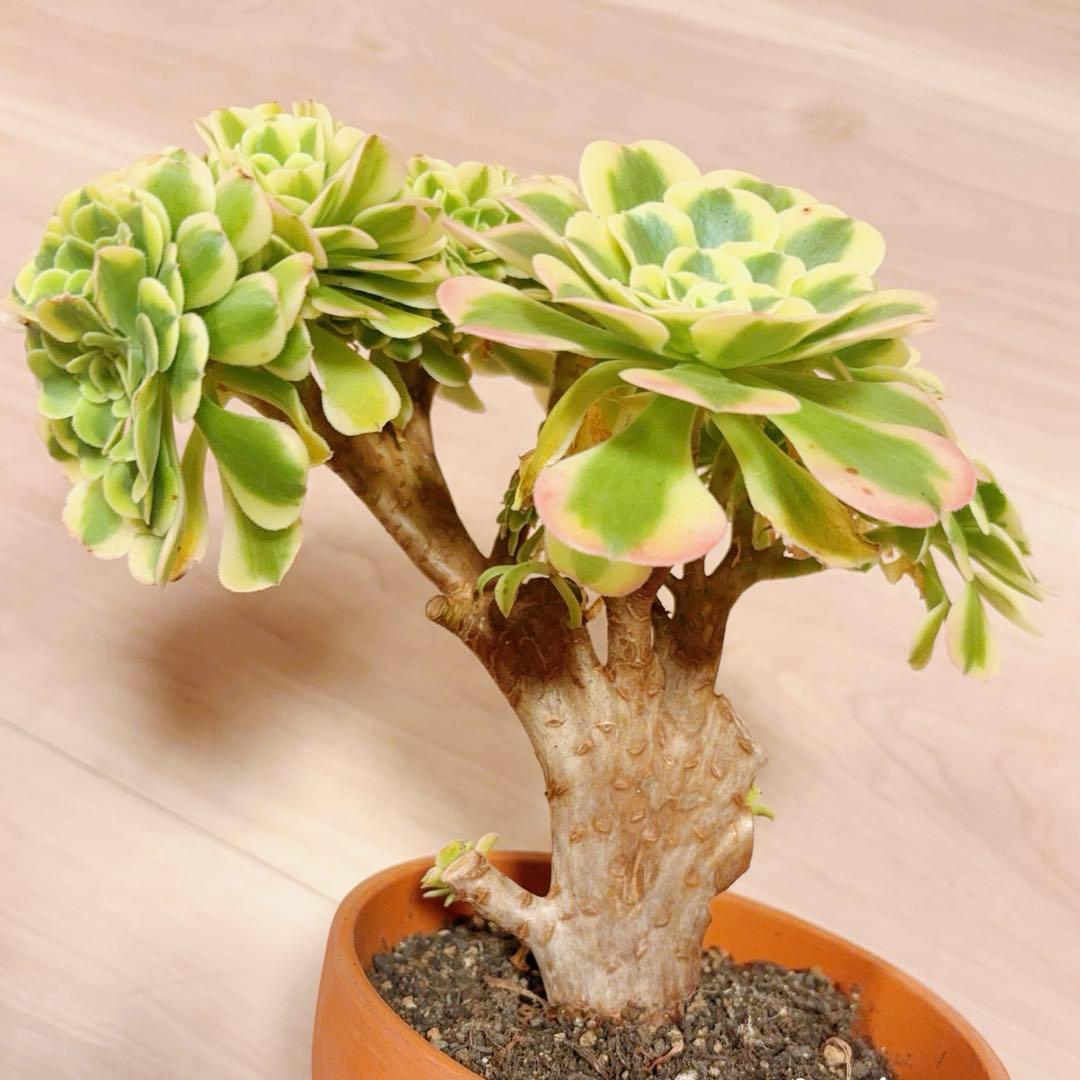 58#多肉植物アエオニウム錦❤️ グリーンメデューサセッカ❤️ 25cm 拔き苗
