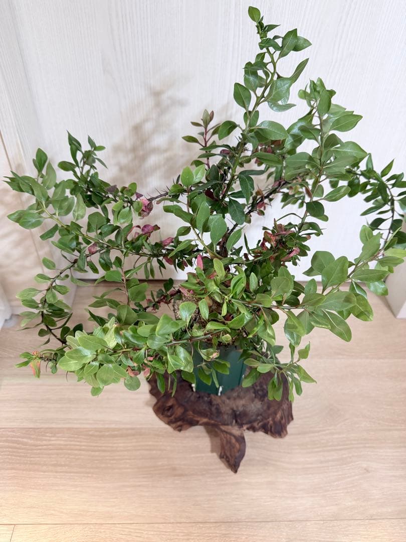 塊根植物 ファシクラータ