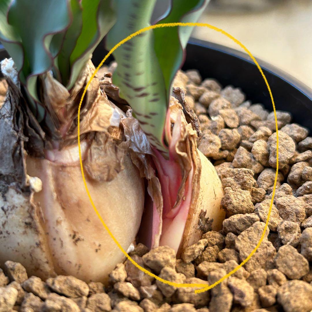 ハエマンサス クリスパス 仔株