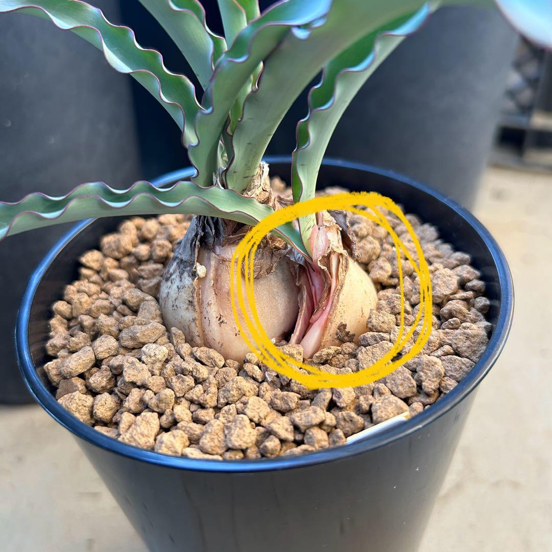 ハエマンサス クリスパス 仔株