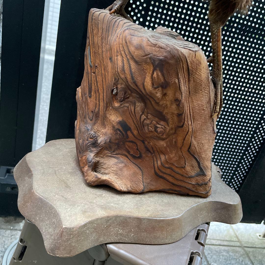 【美品】キジ 剥製