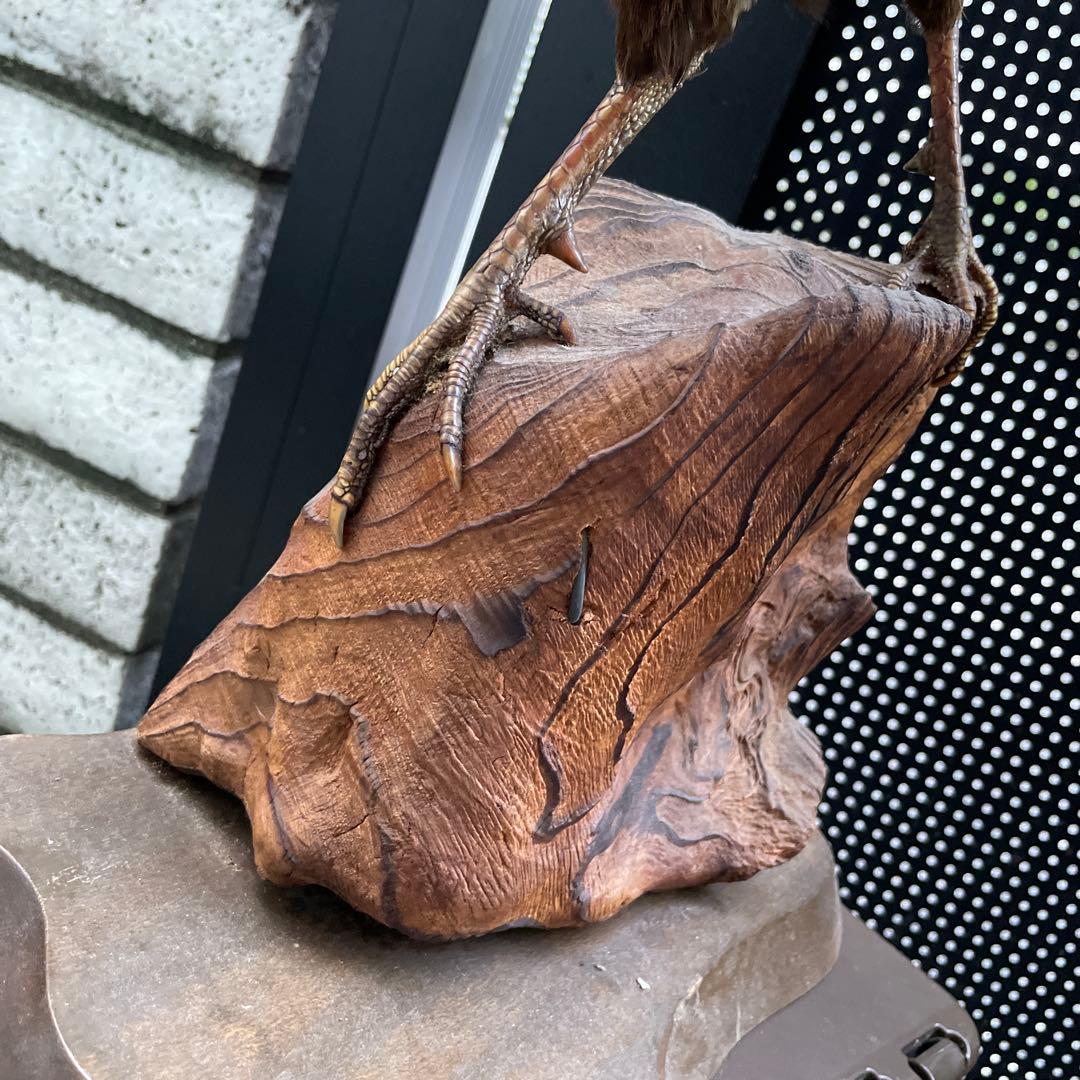 【美品】キジ 剥製