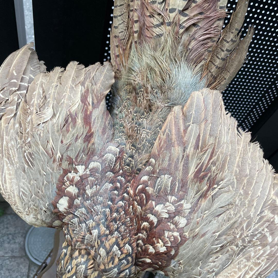 【美品】キジ 剥製