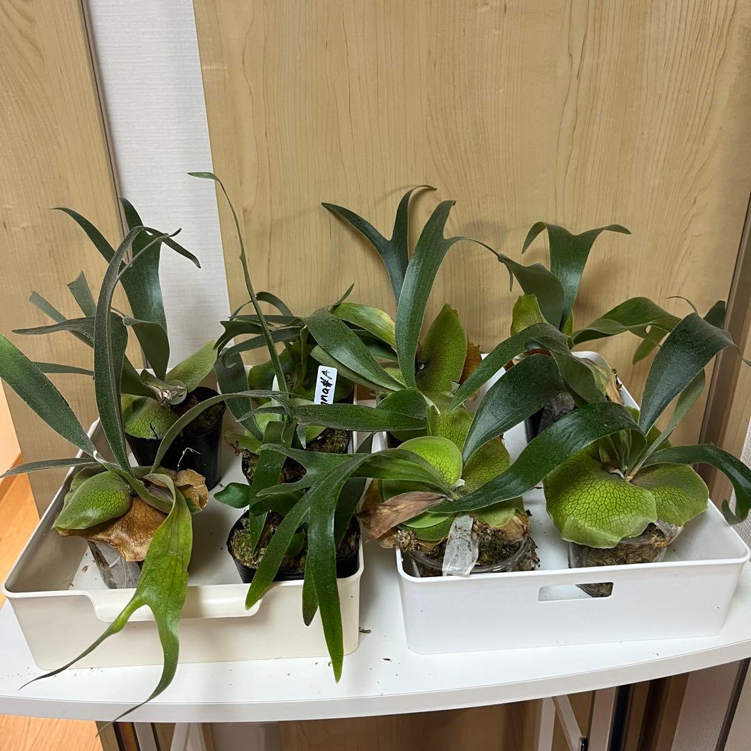 9株セット　willinckii Banna#A ビカクシダ　バンナ　エー